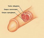 CorpusCavernosumDiagram_WEB