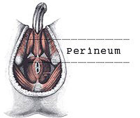 male perineum #2