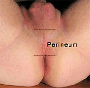 male perineum